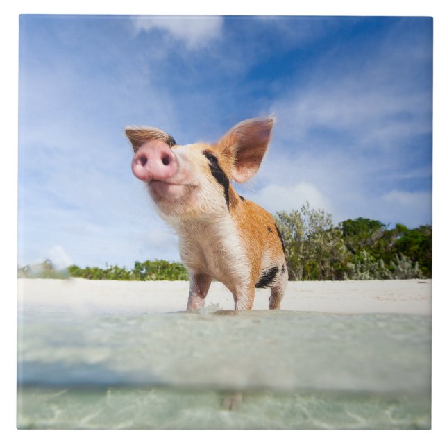 Little piglet tile (Front)