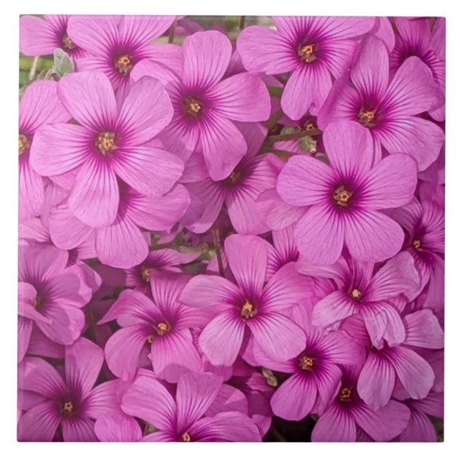 Little Pink Oxalis Flowers Floral Ceramic Tile (Front)