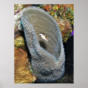 Little Puffer in Coral Poster