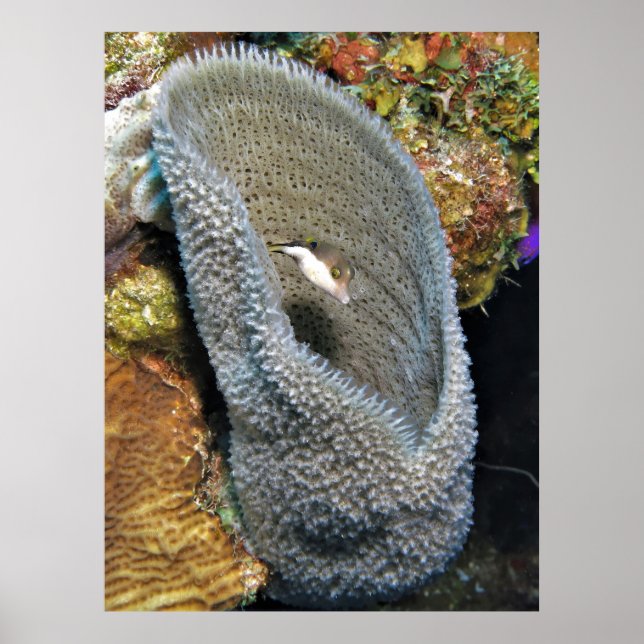 Little Puffer in Coral Poster (Front)