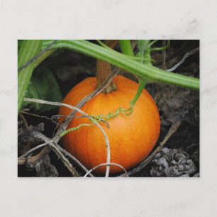 Little Pumpkin Postcard