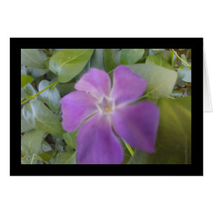 Little Purple Bloom- Song of Sol. 8:6 Greet. Card