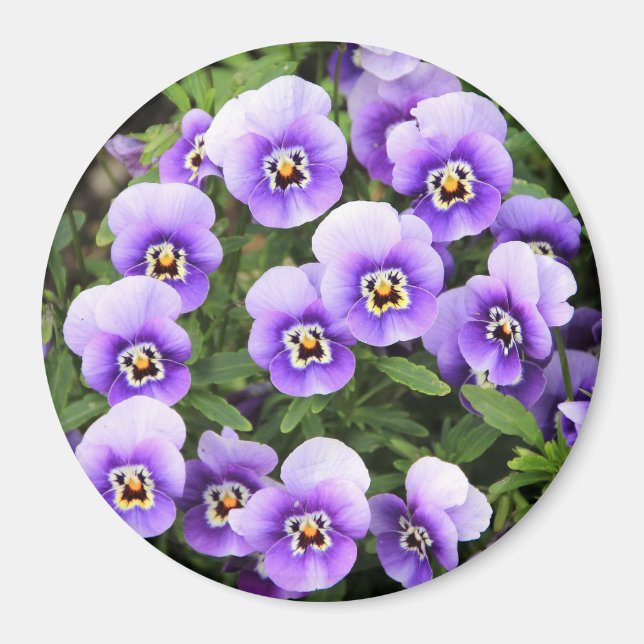 Little Purple Pansies Magnet (Front)