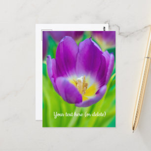 Little Purple Tulip Postcard
