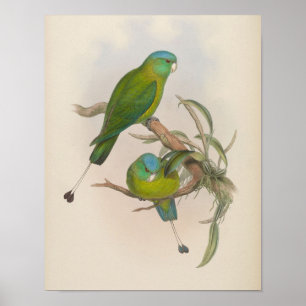 Little Racket-Tailed Parrot by John Gould Print