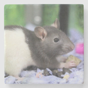 Little rat stone coaster