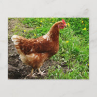 Little Red Chicken - Free Range Egg Layer