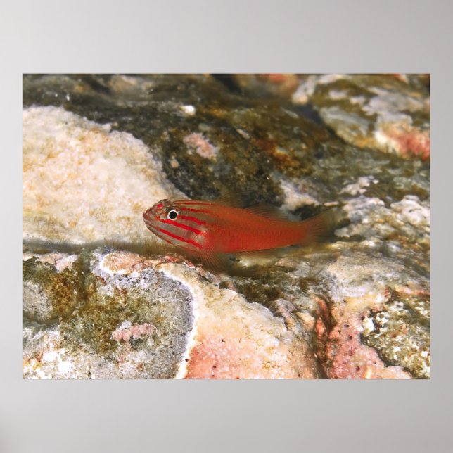 Little Red Fish Poster (Front)