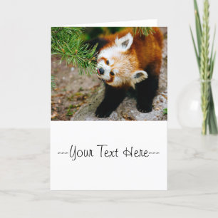Little Red Panda With Fern - Animal Photography Card