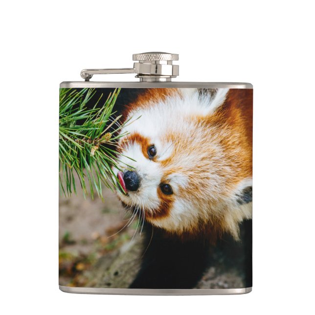 Little Red Panda With Fern - Animal Photography Hip Flask (Front)