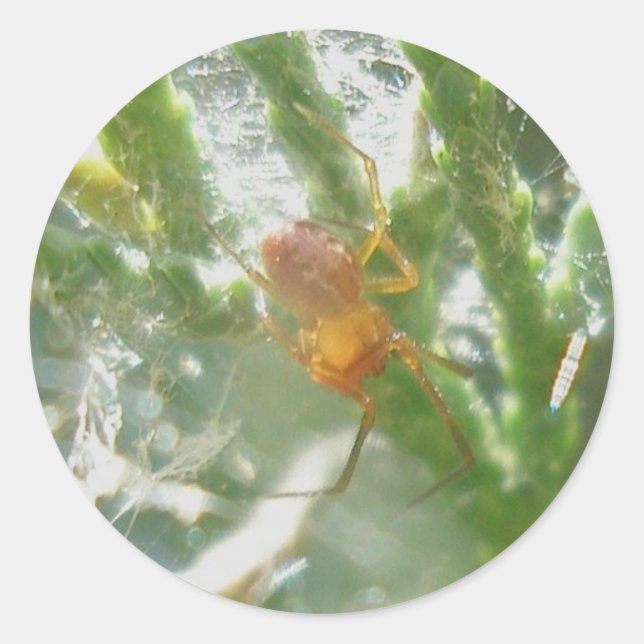 Little Red Spider on Juniper Stickers (Front)