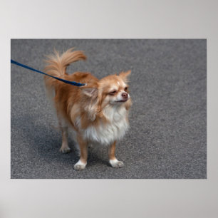 Little Redhead Poster