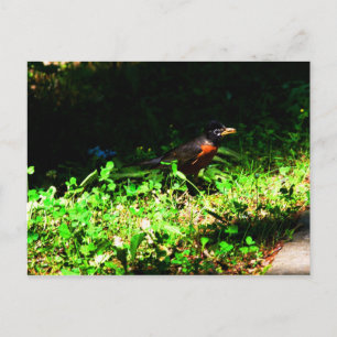 Little Robin Postcard