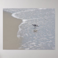 Little Sand Piper