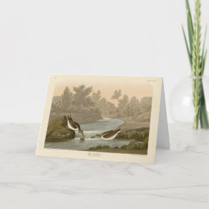 Little Sandpiper from Audubon's Birds of America Card
