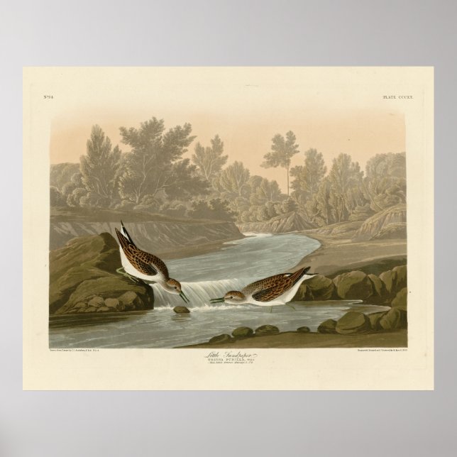 Little Sandpiper from Audubon's Birds of America Poster (Front)