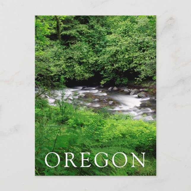 Little Sandy River And Ferns Postcard (Front)