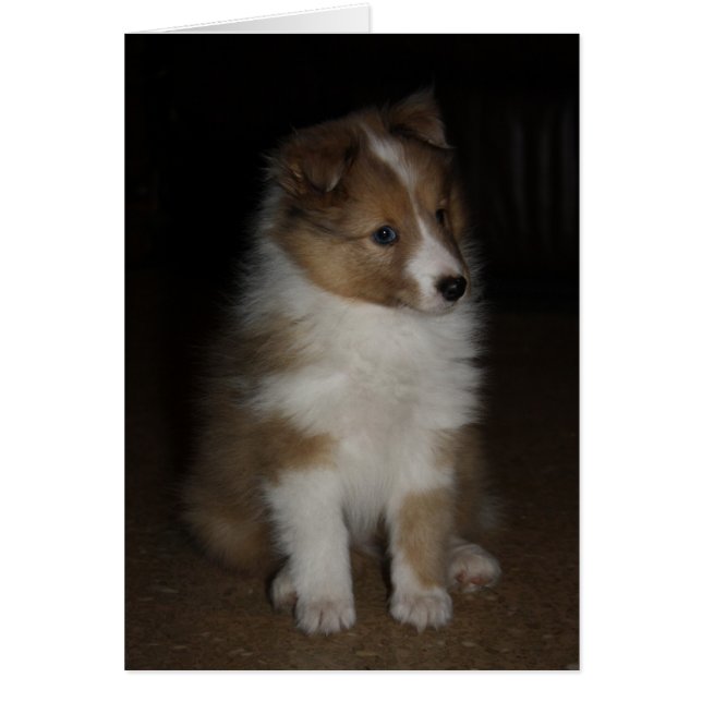 "Little Sarge"  Shetland Sheepdog Puppy (Front)