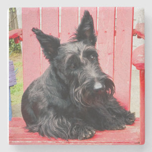 Little Scottie in a Big Red Chair Stone Coaster