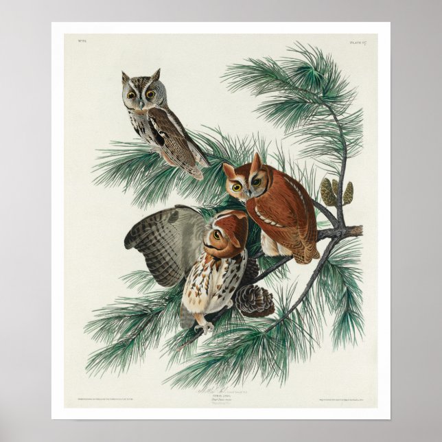 Little Screech Owl by Audubon Poster (Front)