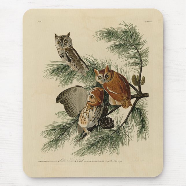 Little Screech Owl from Audubon's Birds of America Mouse Pad (Front)