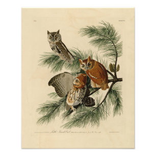 Little Screech Owl from Audubon's Birds of America Photo Print