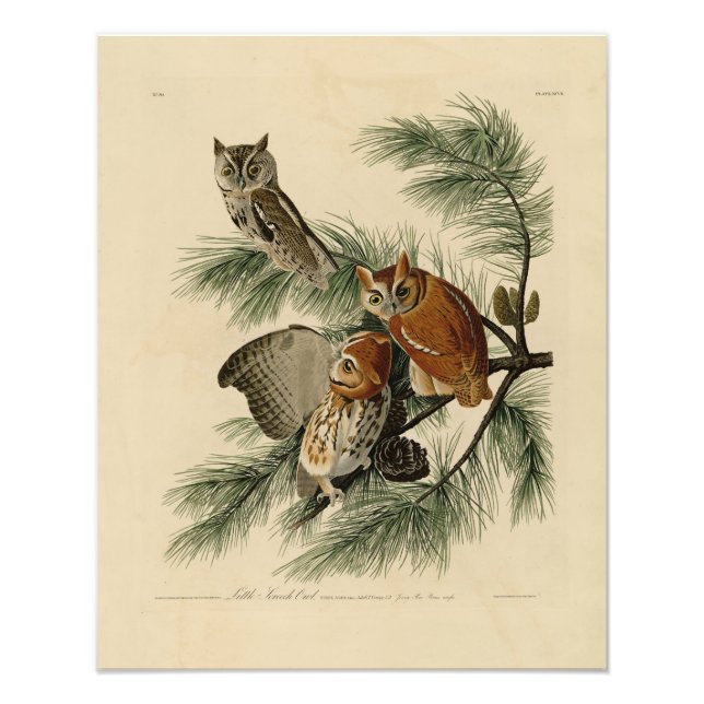Little Screech Owl from Audubon's Birds of America Photo Print (Front)