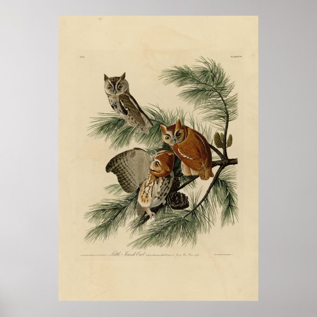 Little Screech Owl from Audubon's Birds of America Poster (Front)