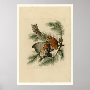Little Screech Owl Poster