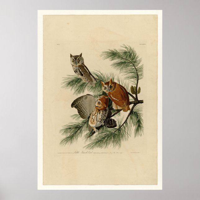 Little Screech Owl Poster (Front)