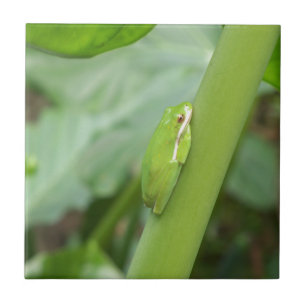 little sleepy green tree frog ceramic tile