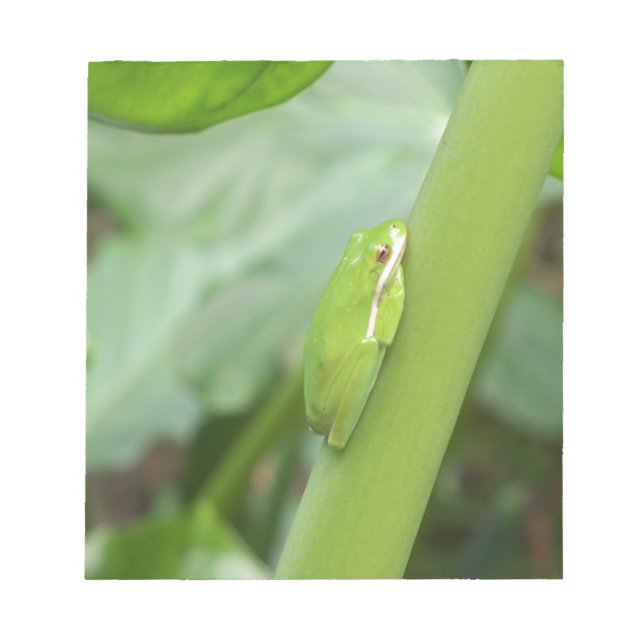 little sleepy green tree frog notepad (Front)