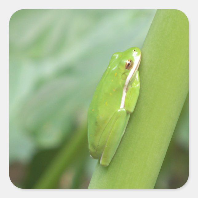 little sleepy green tree frog square sticker (Front)