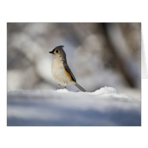 Little Snow Bird