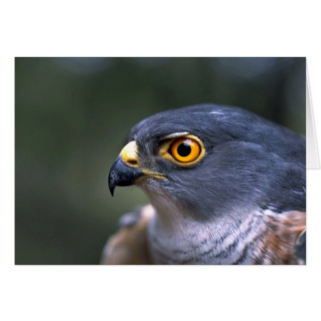 Little Sparrowhawk (Front Horizontal)