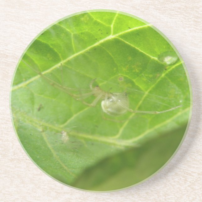 Little Spider Coasters (Front)