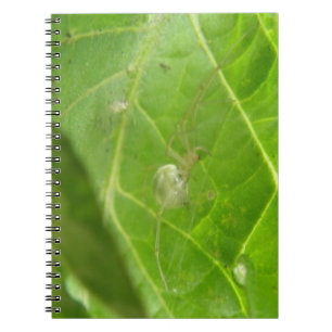 Little Spider Notebook