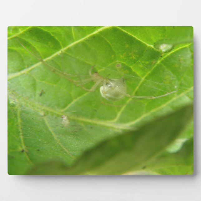 Little Spider Plaque (Front)