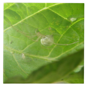 Little Spider Tile