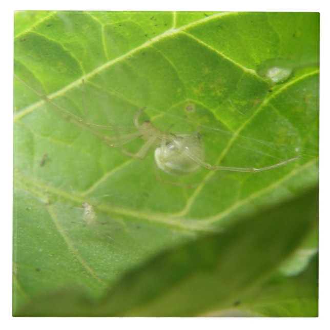 Little Spider Tile (Front)