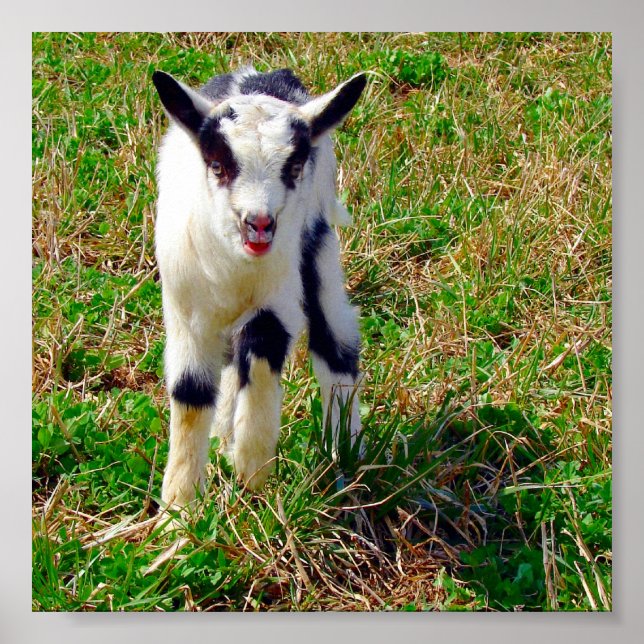 Little Spot Poster (Front)