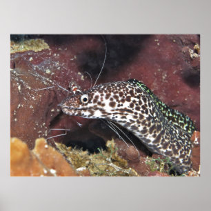 Little Spotted Moray Poster