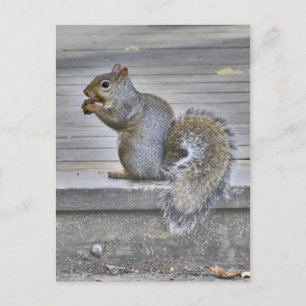 Little Squirrel Eat While You Can Postcard
