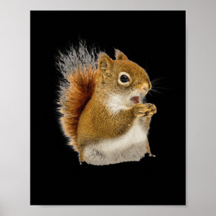 Little Squirrel Eating His Nuts Poster