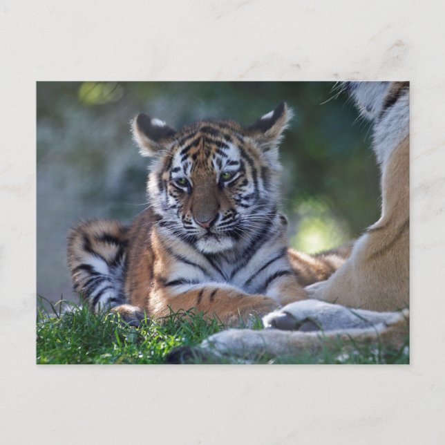 Little Stripes Postcard (Front)