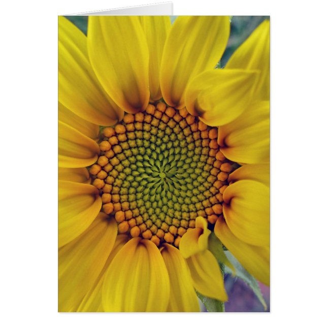 Little Sunflower (Front)