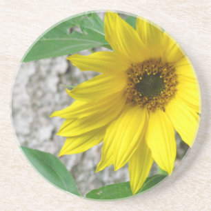 Little Sunflower Coaster