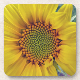Little Sunflower Coaster