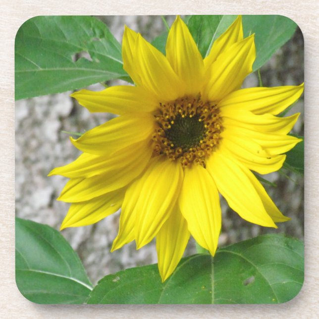 Little Sunflower Coaster (Front)