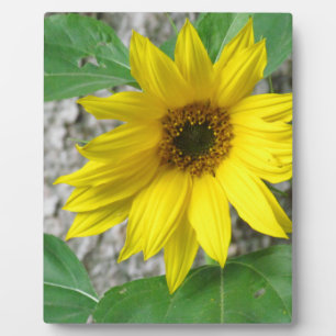 Little Sunflower Plaque